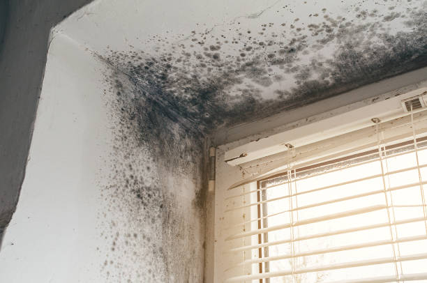 Trusted Black Mold Removal service in Fredericksburg, VA - Cheap Mold Removal