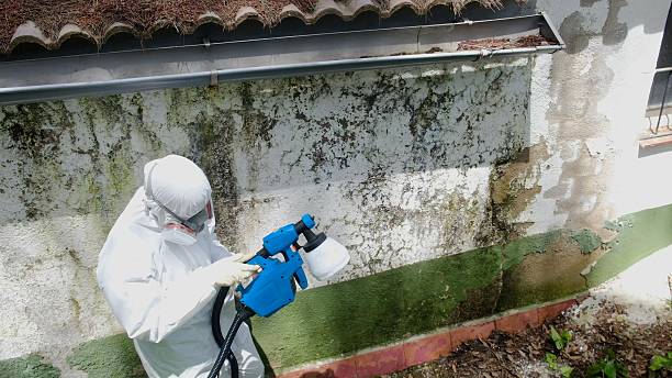 Top rated local Mold Remediation specialists in Fredericksburg, VA